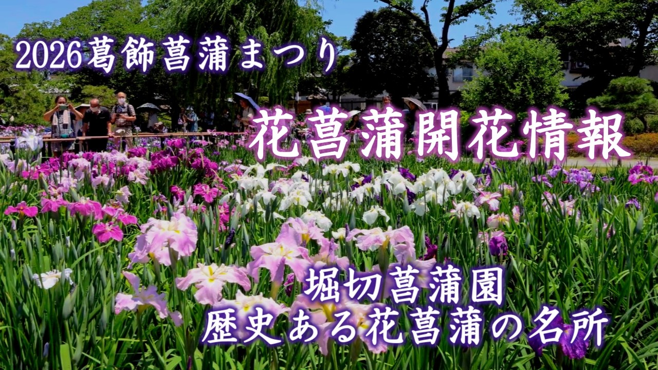 2026葛飾菖蒲まつり開催 【堀切菖蒲園】見頃になりました/Horikiri