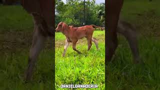 Cría Brahman roja pura 🐮🌱🇨🇴