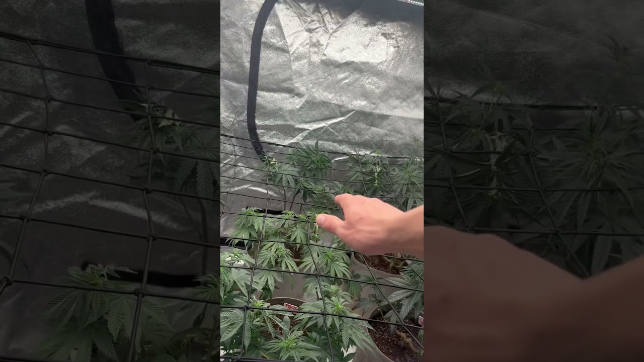 Scrog net in, trees tucked, and the mainlining is showing results  Should I top again?(Must watch!)