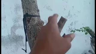 M633 Đã Bán Aminh Gl Ae Bach Chi Vu Bo Lh0908078621Zalo