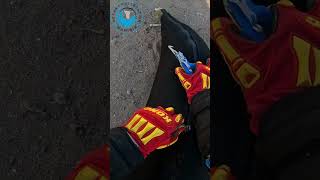 Big Seal Rescued From Thin Plastic