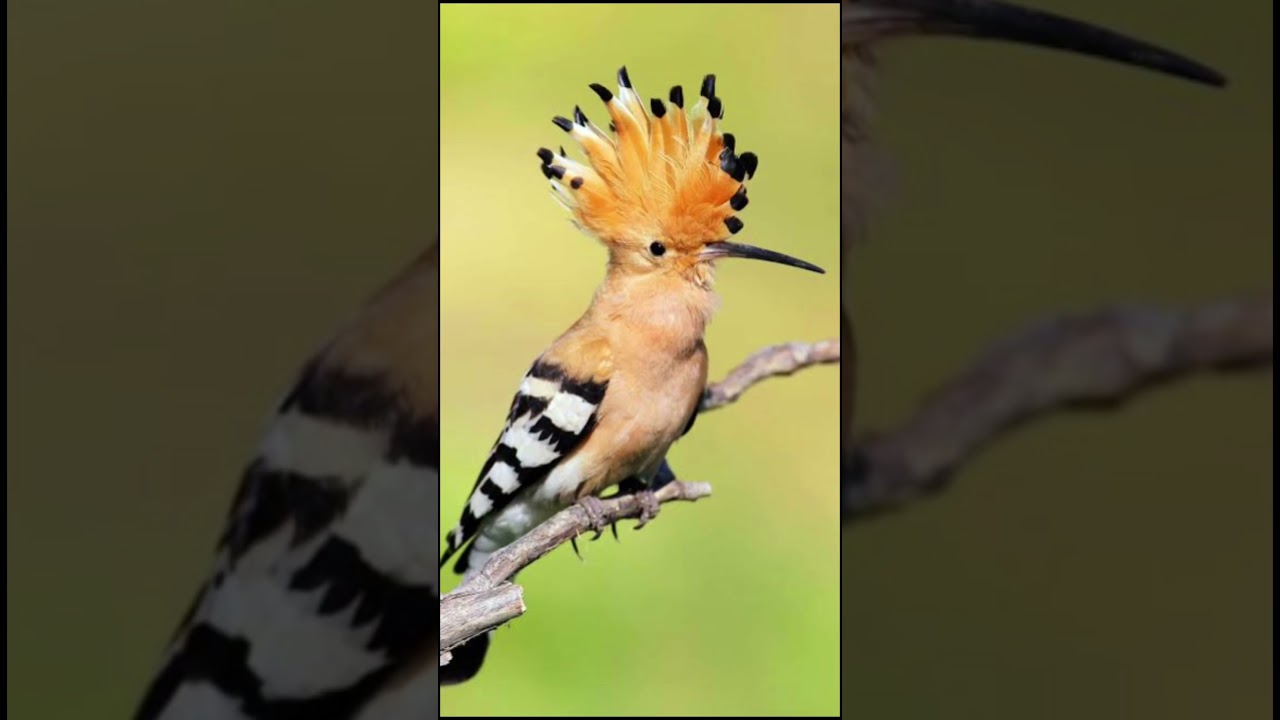 2023 Hoopoe and 5000 bce Hoopoe।। crazy biology।। 