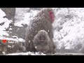 ニホンザル Snow Monkey Jigokudani 地獄谷野猿公苑　Snowy day