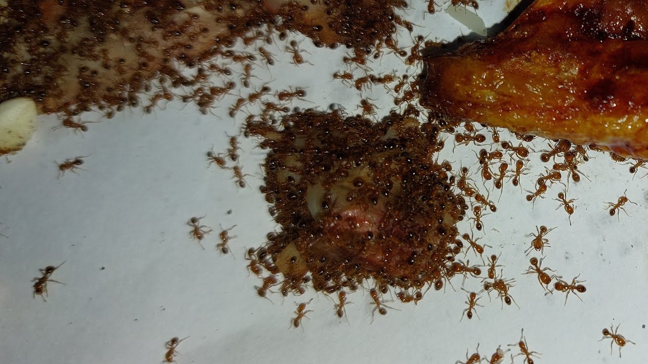 Relaxing Ants Feeding LIVE | Red Ants Eating Rice & Sugar | Relaxing Nature Observation 