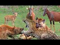 The Best Of Animal Attack 2022 -Most Amazing Moments Of Wild Animal Fight ! Wild Discovery Animal