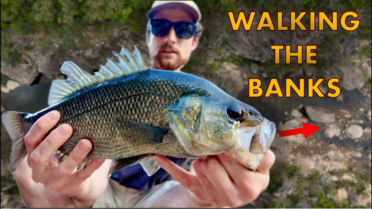Back Walking the Banks — Australian Bass Fishing on Lures!