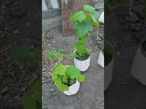 Video: Warty Euonymus (34 сүрөт): мөмөсү бар жапайы өсүмдүктүн сүрөттөлүшү, бадал отургузуу жана багуу