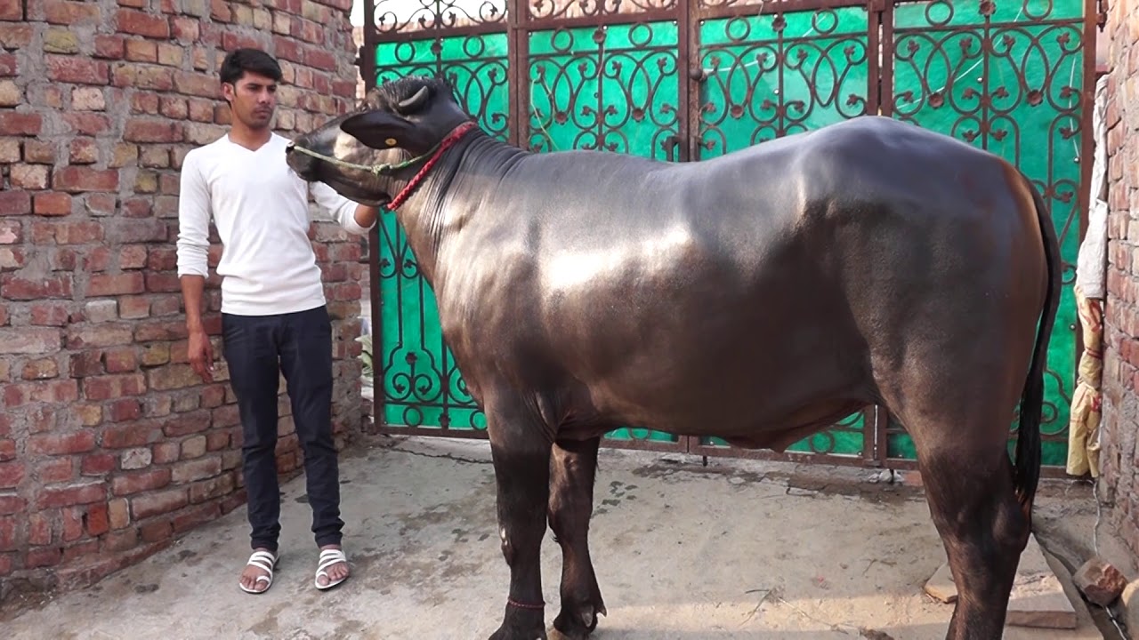 Beautiful Murrah Bull SARTAJ TALU, Semen Available