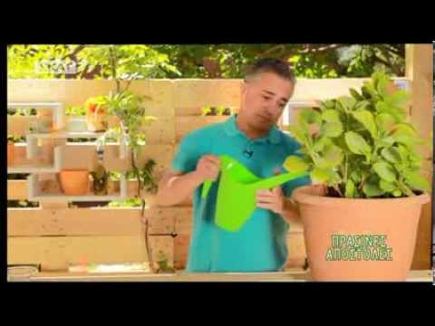Βίντεο: Οδηγός κλαδέματος Catnip – Μάθετε πώς να κλαδεύετε φυτά Catnip