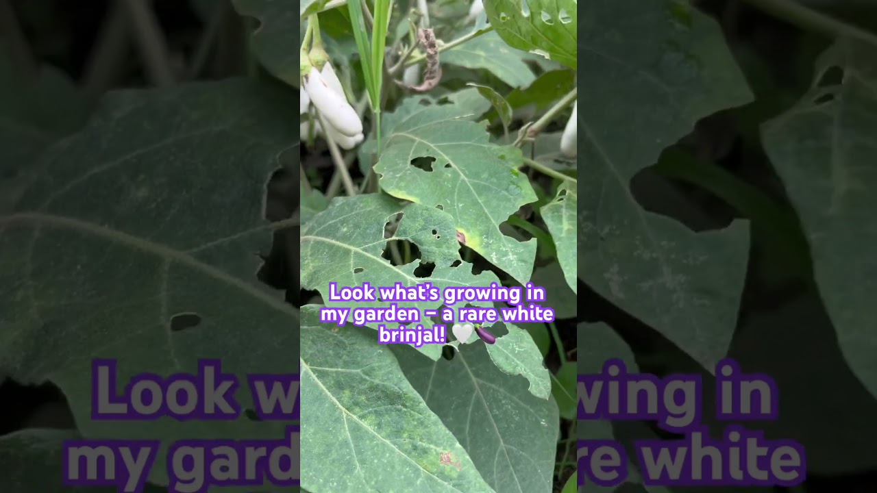 #WhiteBrinjal