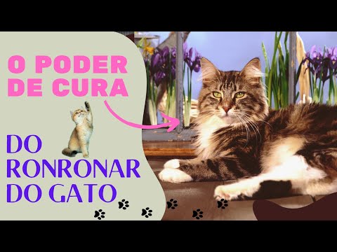 Vídeo: O ronronar do gato tem habilidades de cura?