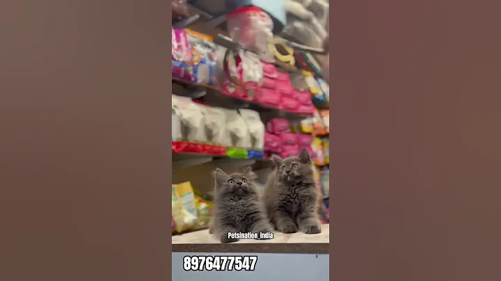 Video 11235321: russian blue persian cat, color persian cat