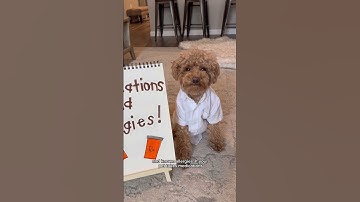 How Rover Pet Owners Share Care Instructions with Sitters