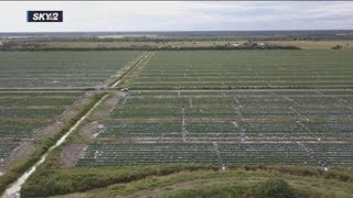 Mexico’s ‘crop dumping’ is hurting Florida farmers