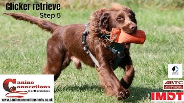 Teaching your dog to retrieve step 5