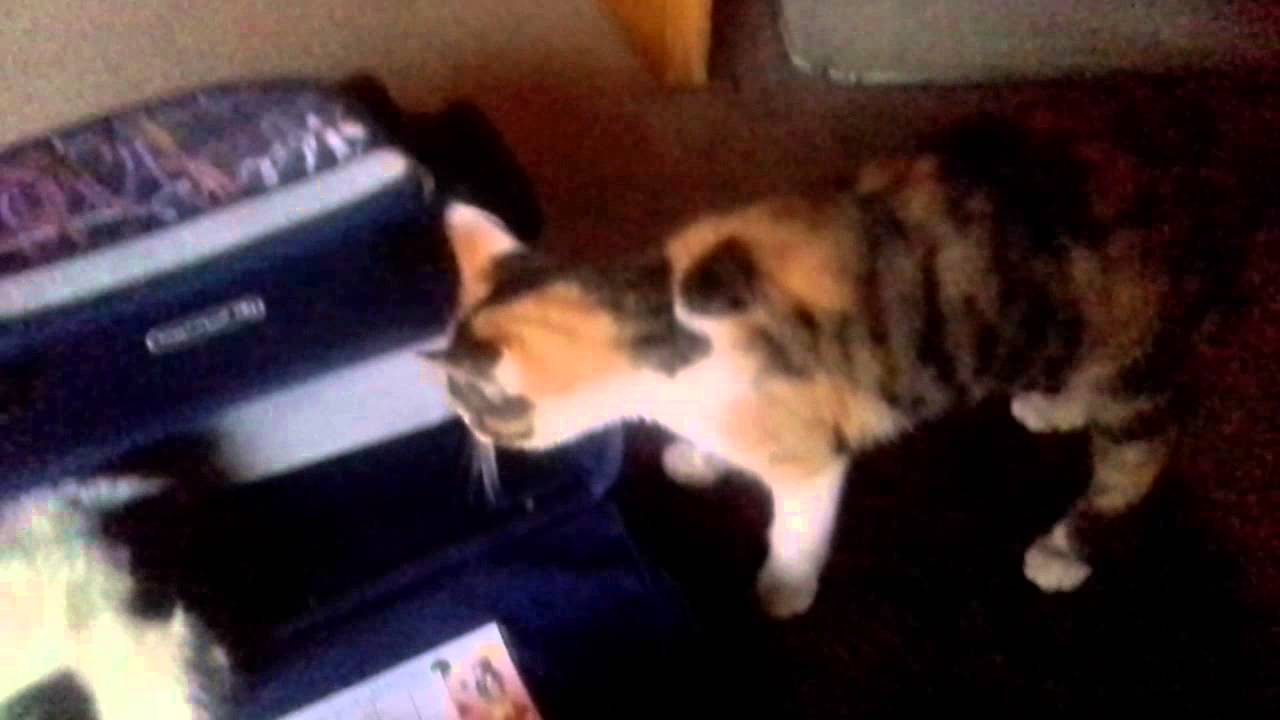 Katze verwüstet mein schulsack 😂😂