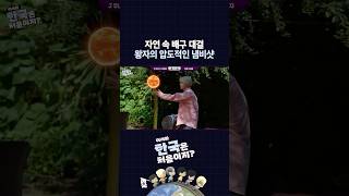 [#피원모하니] 오미자차를 향한 태양의 태양치기☀️