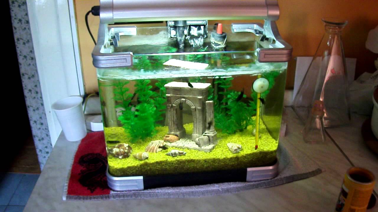 il mio 2 acquario 12 litri - YouTube
