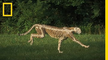 The Science of a Cheetah