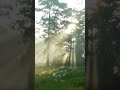 Soothing Nature Music Relax & Find Inner Peace #composer #musicproducer #meditation #relaxing