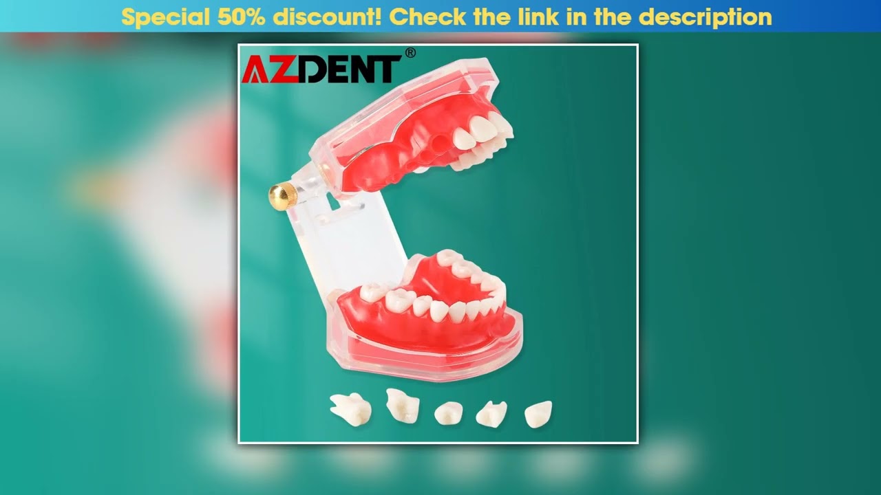 Azdent Dental Extraction Model Dental Practice Tooth Model 28 Teeth Detachable Teaching Standard