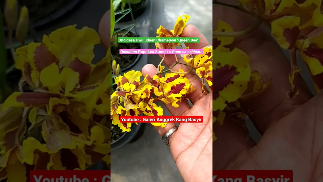 Oncidesa Hwuluduen Chameleon "Queen Bee" (Oncidium Pupukea Sunset × Gomesa echinata)