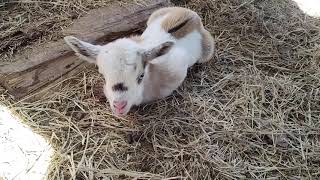 Lovely baby newborn doe girl goat with cute little pink nose
