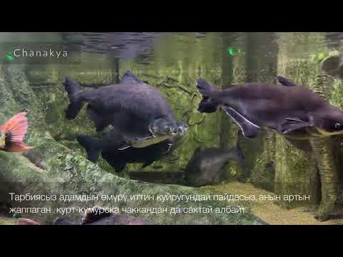 Video: Аквинский цитаталар: Азыркы дүйнө үчүн орто кылымдык чындыктар