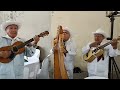 EL PÁJARO CÚ🐦 (Canción jarocha) Felipe Ochoa