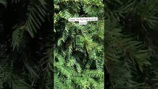 Do you know this beautiful shrub is toxic to humans and pets? #shorts