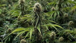 Significant increase in cannabis-induced psychosis, mental health charity warns