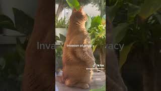 Purrfectly Funny CATS Compilation   #shorts