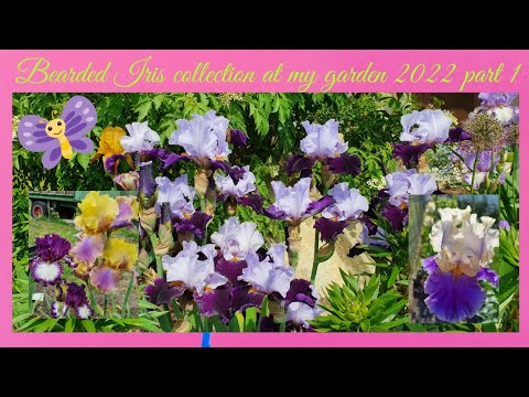 Bearded Iris collection at my garden 2022 part 1