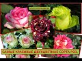 Самые красивые двухцветные сорта роз .