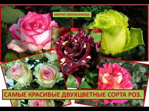 Розы Двухцветные Сорта Фото