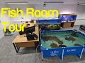 Fish Room Tour - All My Fish & Filtration - Rays Black Diamond Hybrids Breeding Pool Pond
