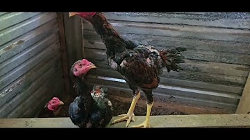 saib noob qaib mev qaib ncaws lauj kaub nawb