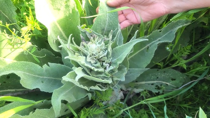 Xotinimning dumbalari katta.