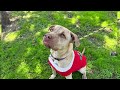 KPRC 2 Pet Project: Meet Sequoia, a pup who is a mixture of sweetness and loyalty