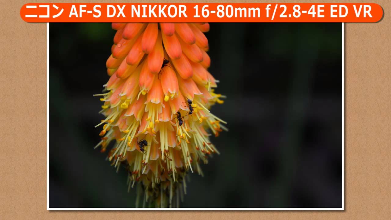 ニコン AF-S DX NIKKOR 16-80mm f/2.8-4E ED VR | 交換レンズ