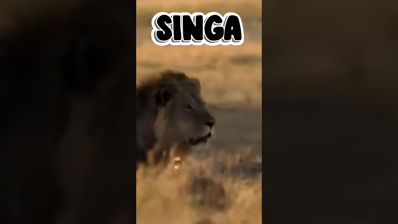 SINGA SI RAJA HUTAN PEMBERANI