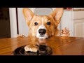 BREATHTAKING, FUNNY, CUTE animal compilation that WILL make you LAUGH // Funniest ANIMAL videos