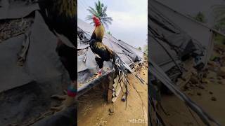 my breeding Male #parrotnoises #kilimookkurooster #parrotbeakaseel #metertailrooster #birds #pets