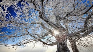 Зимняя сказка. Winter fairy tale