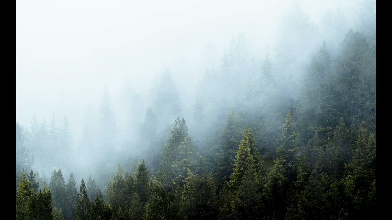 Pure Bird Sounds | AI-Cleaned Nature Ambience for Relaxation & Focus