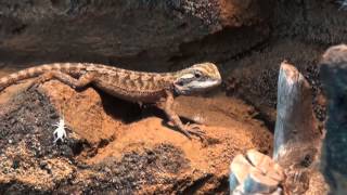 Game of Dragons - Australian Bearded Dragons by FuzzyBeastStudio 1,204 views 10 years ago 1 minute, 57 seconds