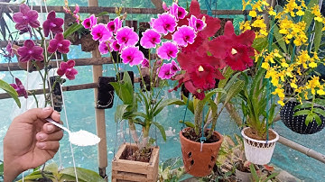 Cara menanam dan merawat Anggrek untuk pemula