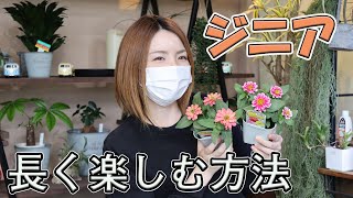 ジニア 育て方・管理方法・長く楽しむ方法【おうちでガーデニング】開花園チャンネル