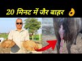    20     no1   no1 formula of cow buffalo dead in 20 minutes