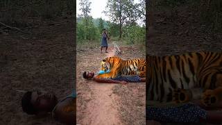 beautiful forest tiger in jungle catching by mobile camera